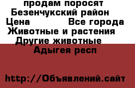 продам поросят .Безенчукский район  › Цена ­ 2 500 - Все города Животные и растения » Другие животные   . Адыгея респ.